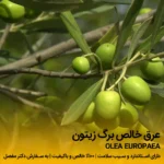 عرق برگ زیتون