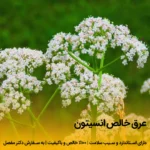 عرق انسیتون