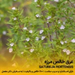 عرق مرزه