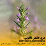 عرق کاکوتی