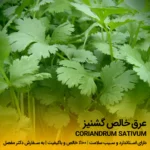 عرق گشنیز