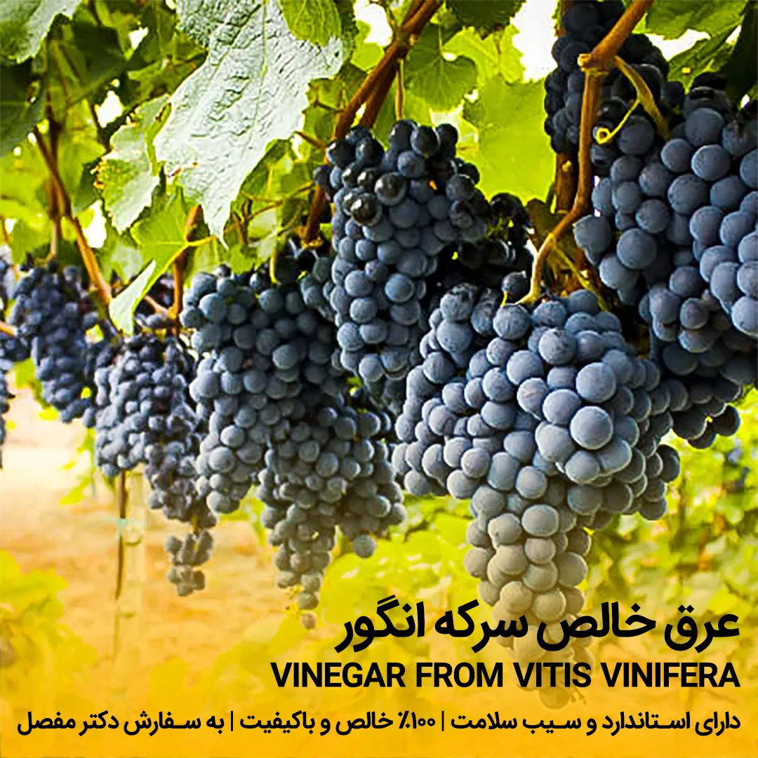 خرید عرق سرکه انگور خالص عرق سرکه انگور - تصویر 1
