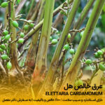 عرق هل
