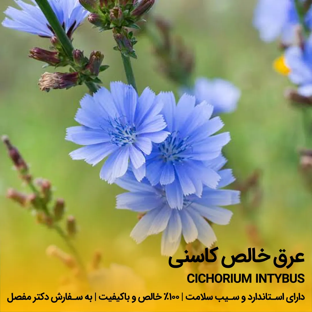 خرید عرق کاسنی خالص۲ عرق کاسنی - تصویر 1