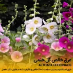 عرق گل ختمی