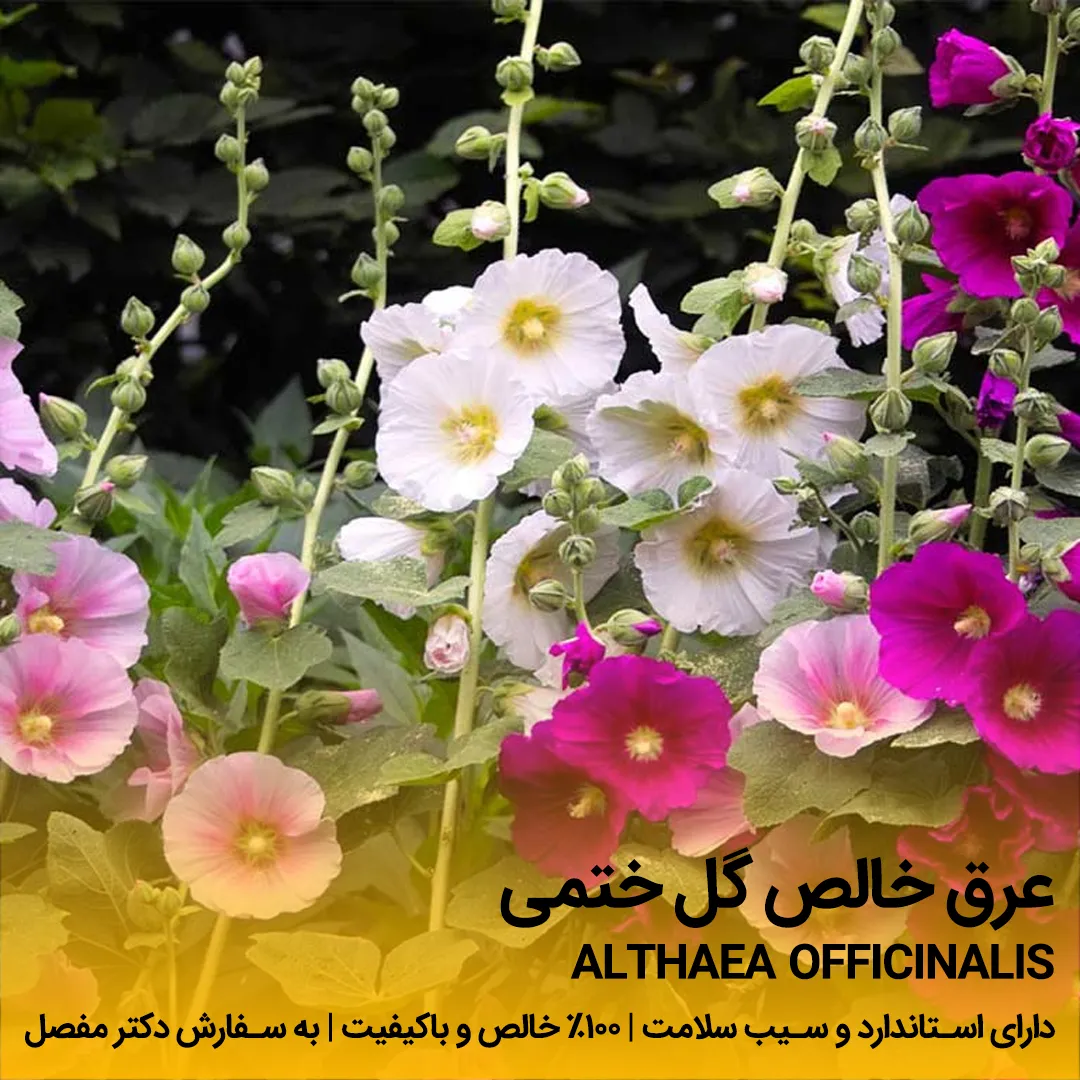 خرید عرق گل ختمی خالص عرق گل ختمی - تصویر 1
